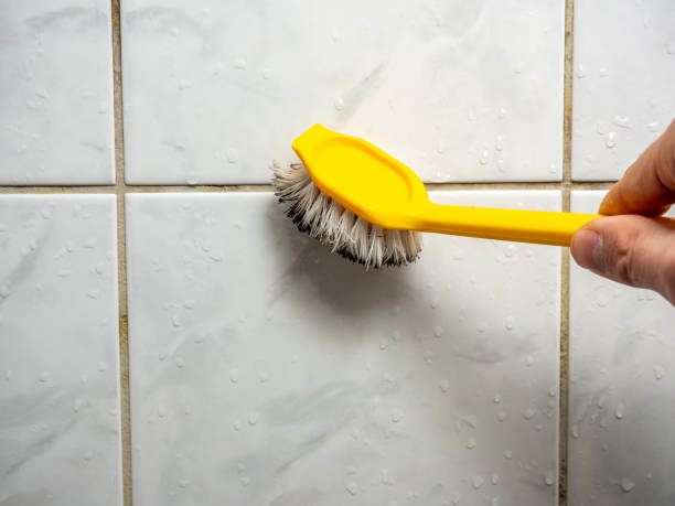 Trusted Minden, NV Mold Removal Experts
