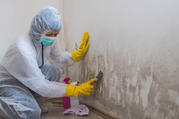Best Emergency Mold Removal  in Minden, NV