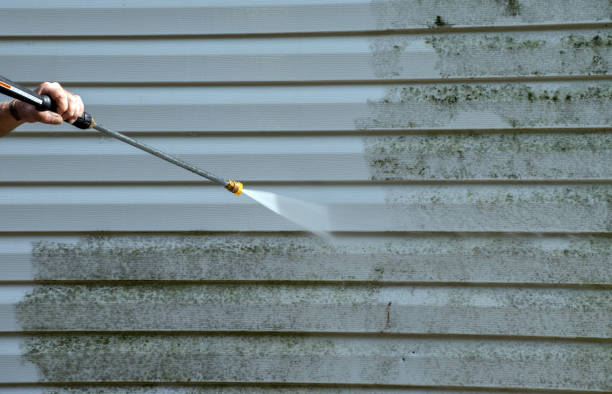 Mold Removal Process in Minden, NV