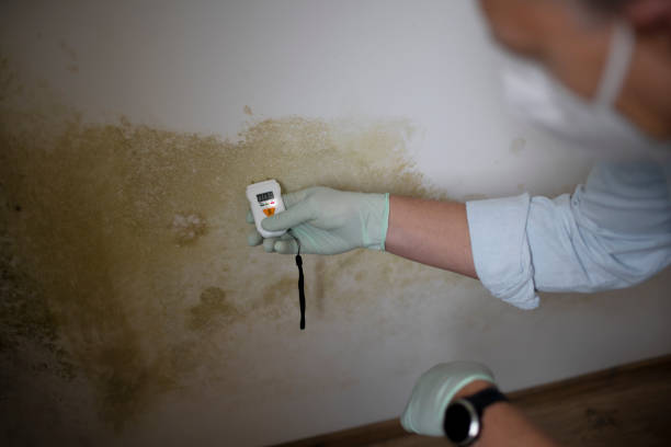 Best Mold Damage Repair  in Minden, NV