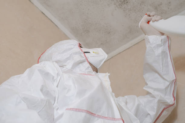 Best Mold Damage Repair  in Minden, NV