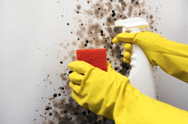 Best Crawl Space Mold Removal  in Minden, NV