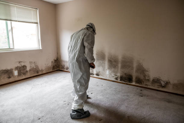 Best Professional Mold Removal  in Minden, NV