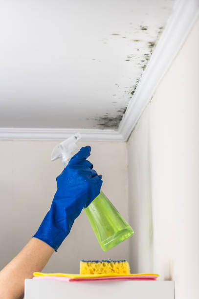 Best Mold Testing  in Minden, NV