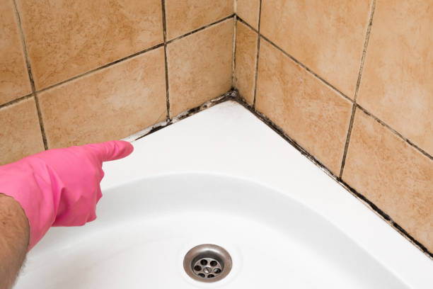 Best Black Mold Removal  in Minden, NV